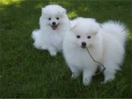 Our American Eskimo puppies are very well loved and socialized Висбаден