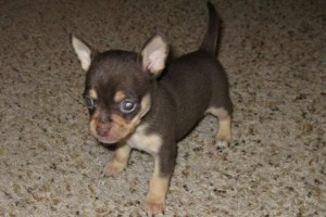 Two exceptional Teacup Chihuahua pups Bremen