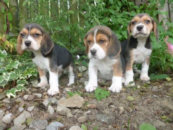 Beagle pups for sale Stuttgart