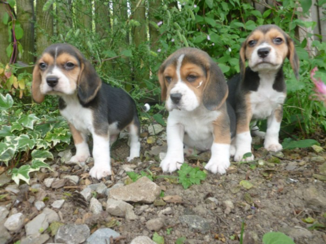 Beagle pups for sale Stuttgart - photo 1