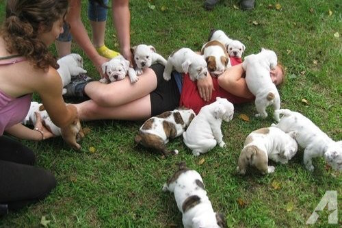 English bulldog puppies for sale Штутгарт