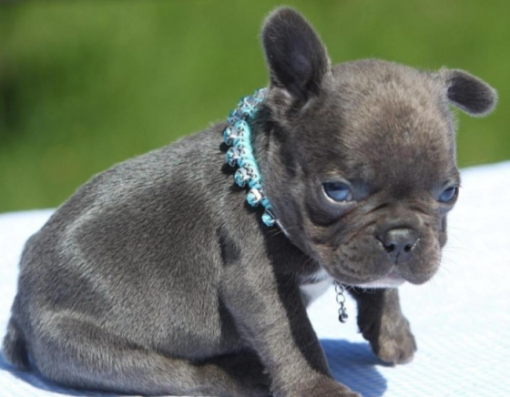 Adorable French bulldog puppies Дрезден