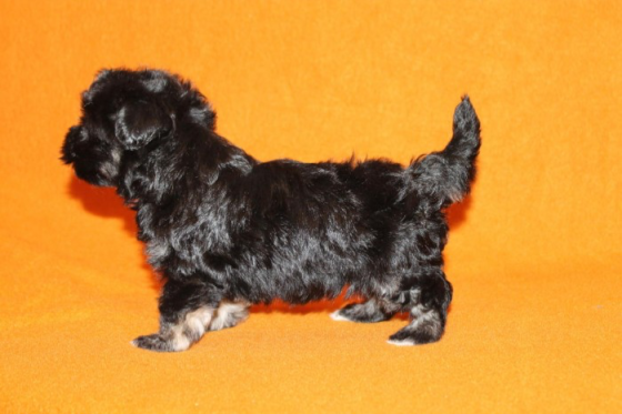 Adorable Havanese puppies for your family Potsdam