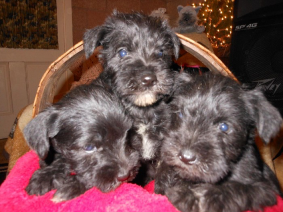 Lovely miniature Schnauzer puppies Саарбрюккен