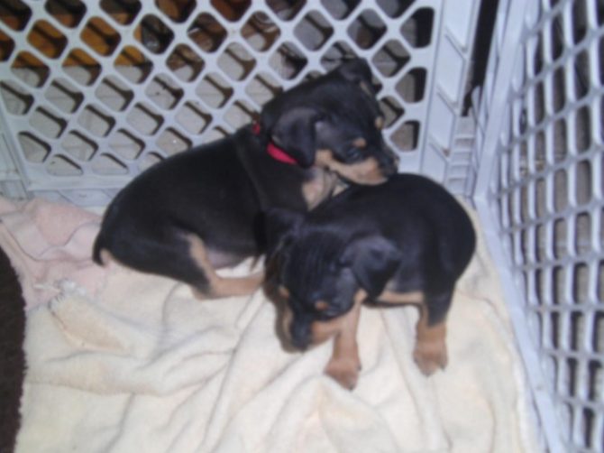 miniature Pinscher puppies available Dresden - изображение 1