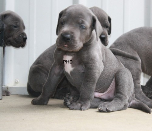 Great Dane puppies available Бремен - изображение 1