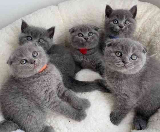 Scottish Fold kittens Берлін