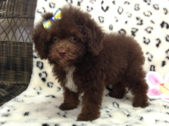 beautiful, affectionate, male and female Cockapoo Duesseldorf