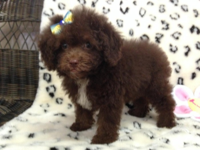 beautiful, affectionate, male and female Cockapoo Duesseldorf - photo 1