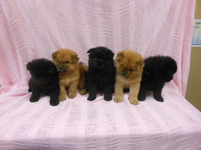 Chow Pups For Sale Майнц - изображение 1