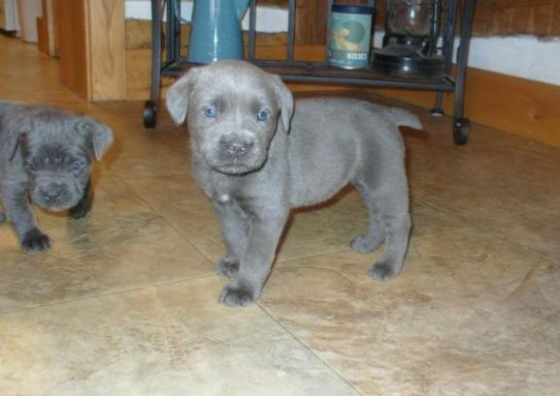 Lovely cane corso puppies ready for you Мюнхен