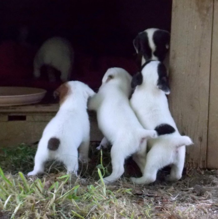 Jack Russell Terrier Puppies Stuttgart