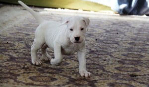 Dogo Argentino puppies Stuttgart - photo 1