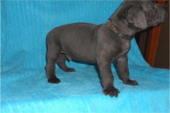 Great Dane puppies Schwerin