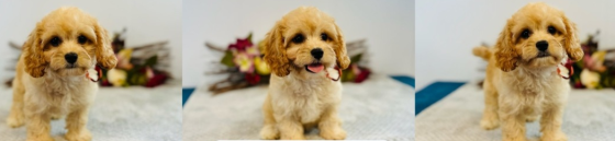 Cavapoo-Welpen Шверин