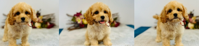 Cavapoo-Welpen Шверин - изображение 1