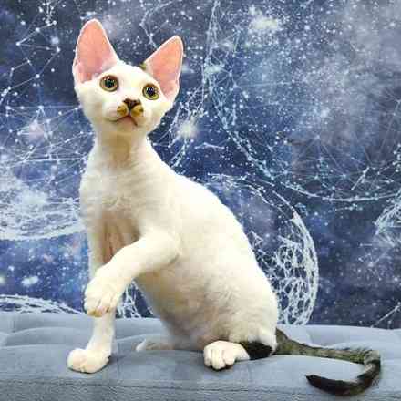 Devon Rex kittens Берлін