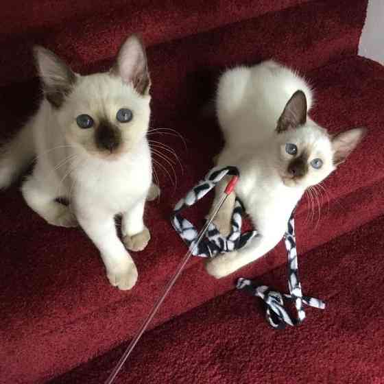 Siamese kittens Берлін