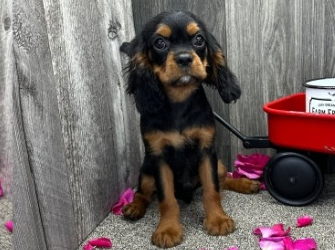 Cavalier King Charles Spaniel Berlin - photo 1