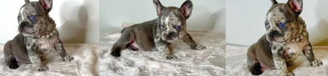 Französische Bulldogge Bremen - photo 1