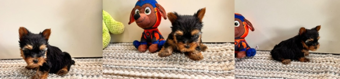 Yorkshire Terrier Wiesbaden - изображение 1