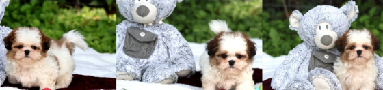 Shih Tzu Stuttgart