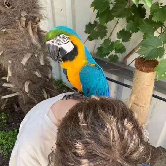 Blue and Gold Macaw Эрфурт