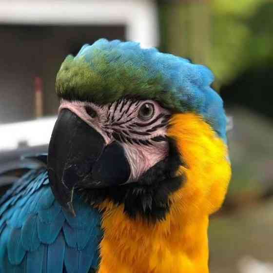 Blue and Gold Macaw Эрфурт