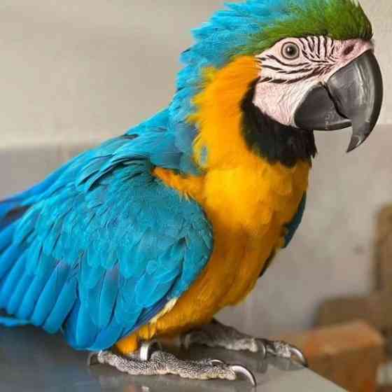 Blue and Gold Macaw Ерфурт