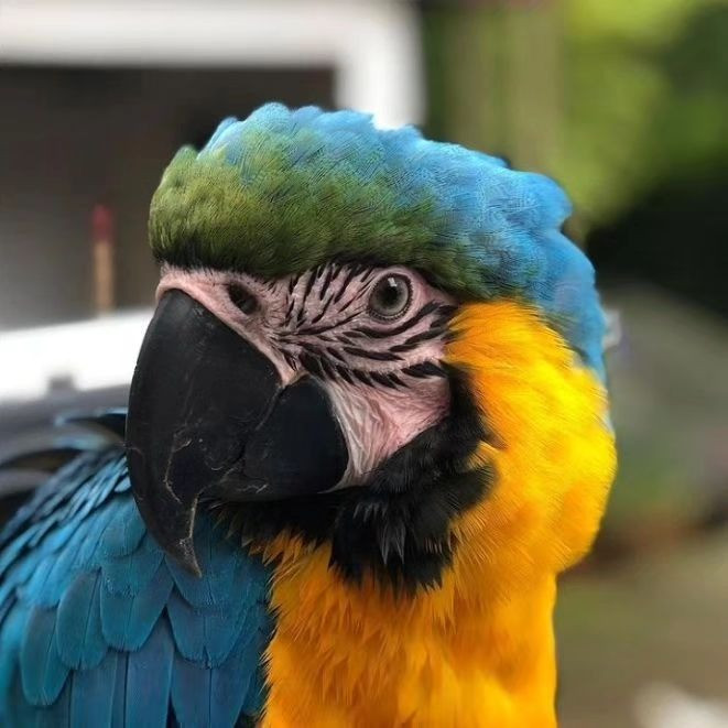 Blue and Gold Macaw Erfurt - photo 2