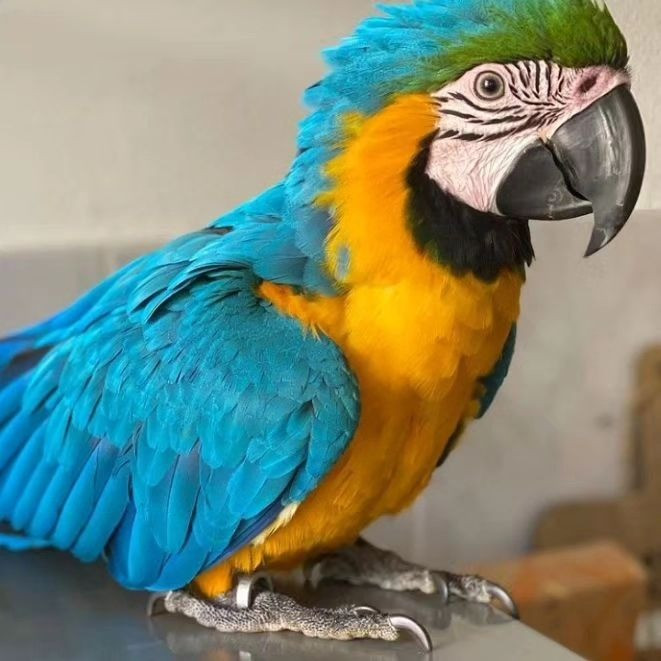 Blue and Gold Macaw Erfurt - photo 1