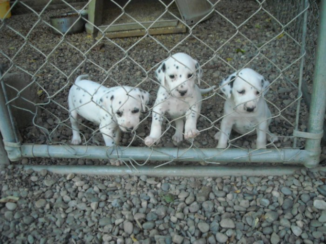 Dalmatians Puppies for sale Шверин - изображение 1