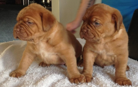 Western Bordeaux puppies Stuttgart