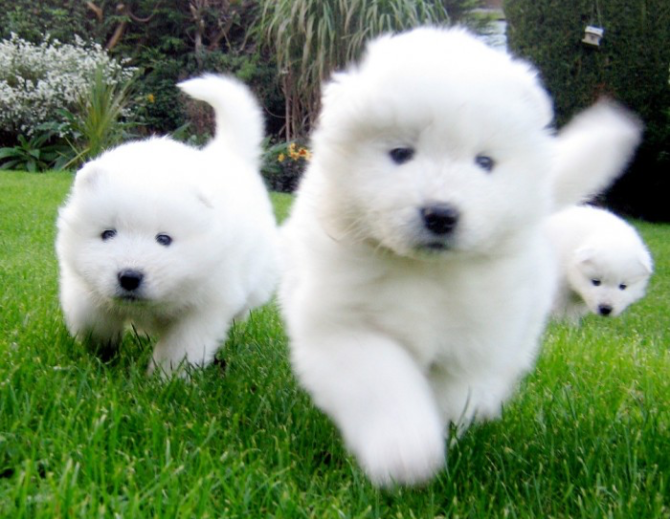 Samoyed Puppies for sale Bremen - изображение 1