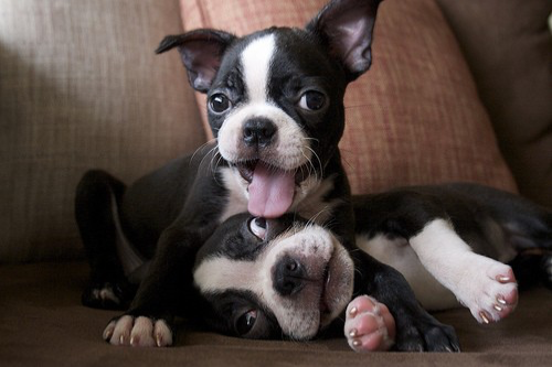 Quality, registered Boston Terrier puppies Berlin