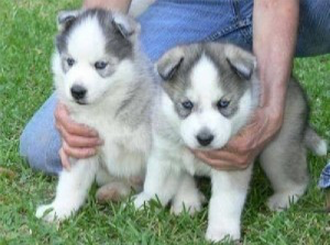 Siberian husky puppies for sale Вісбаден