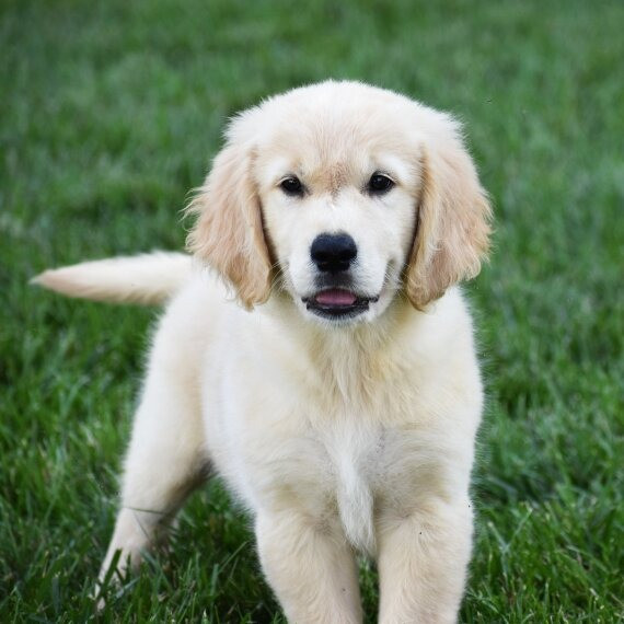 Golden Retriever Dresden - photo 1