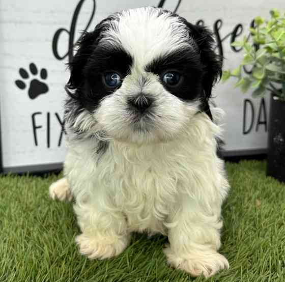 Shih Tzu Bremen