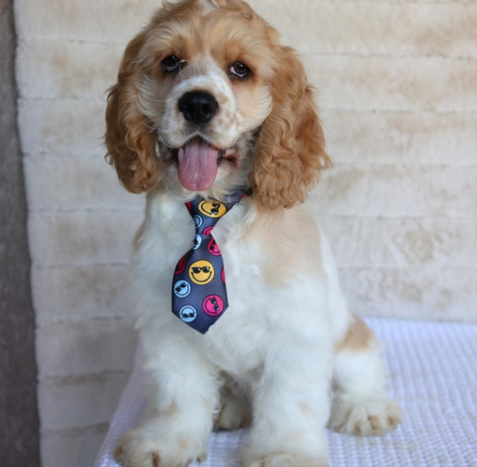 Cocker Spaniel Erfurt - photo 1