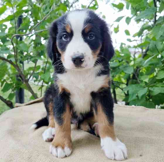 Coton De Tulear litter Erfurt