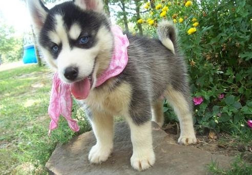 Siberian Husky Puppies Штутгарт - изображение 1