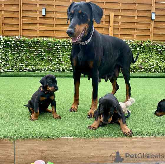 Doberman Puppies Штутгарт