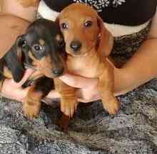 Dachshund Puppies Stuttgart