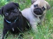 Pug Puppies Stuttgart - изображение 1