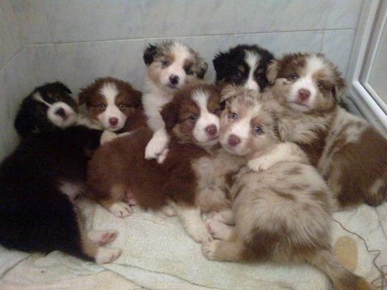 Australian Shepherd puppies Берлин - изображение 1