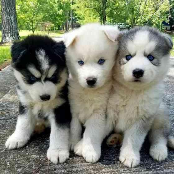 Siberian Husky Puppies Берлин