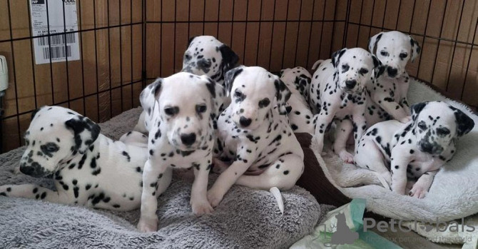 Dalmatian Puppies Berlin - photo 1