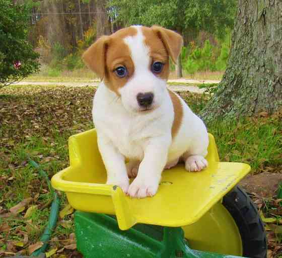 Jack Russell Puppies Берлін