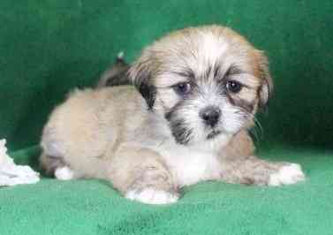 Lhasa Apso Puppies Berlin