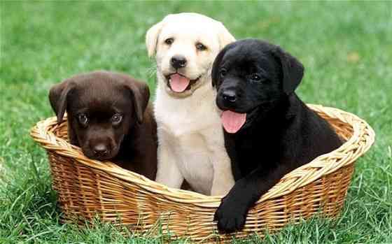 Labrador Retriever Pups Берлін